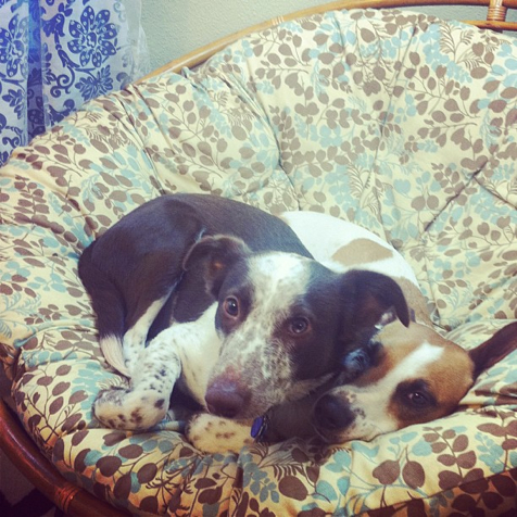 snoozin' pups
