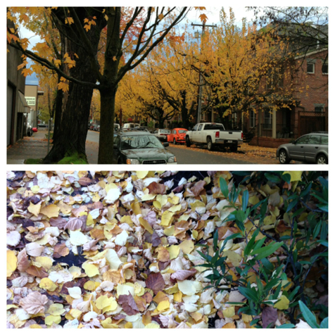 fall in Portland